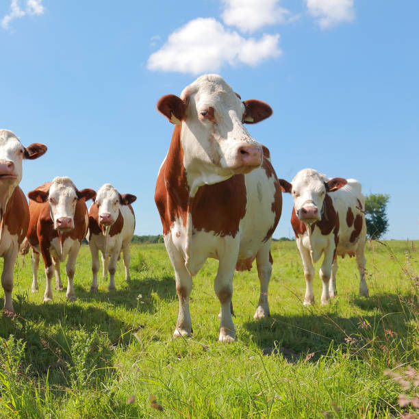 Montbeliarde cows stock photo