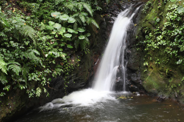 Monteverde Cloud Forest stock photo