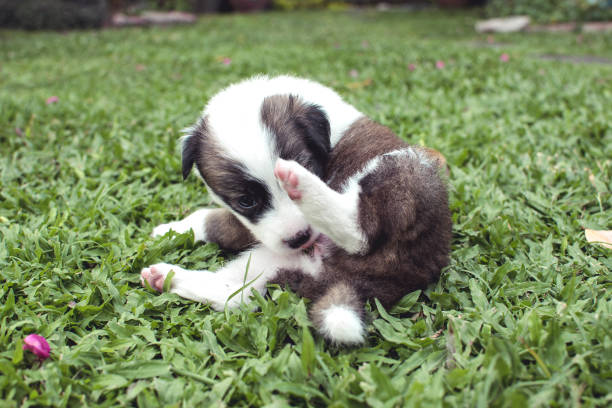 A 1 month old puppy licks and cleans herself while lying in the grass. Hygiene and grooming at an early age in dogs. stock photo