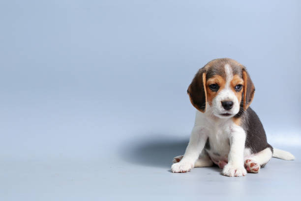 1 month pure breed beagle Puppy on gray screen 1 month pure breed beagle Puppy on gray screen beagle puppies stock pictures, royalty-free photos & images