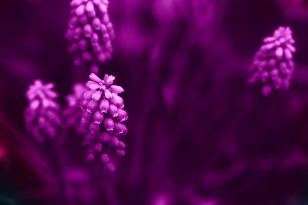 Moody purple, velvet, violet, dahlia muscary flowers close up stock photo