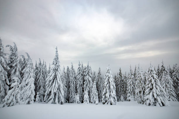 paisaje invernal de abeto acobardado con nieve blanca profunda en las frías tierras altas congeladas. - fotografía imágenes fotografías e imágenes de stock
