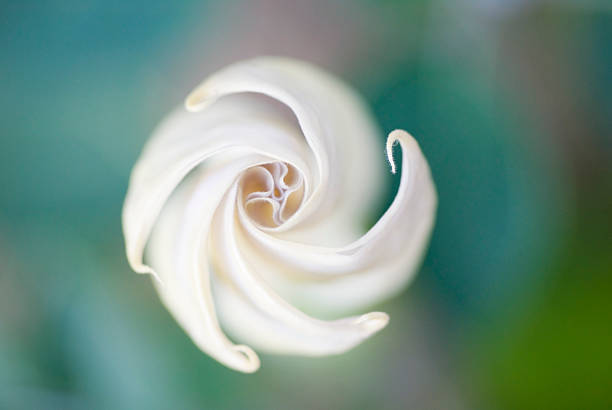 A moon flower blossom with a blurry background The sprialed tip of a moonflower blossom shot with a narrow depth of field angel's trumpet flower stock pictures, royalty-free photos & images
