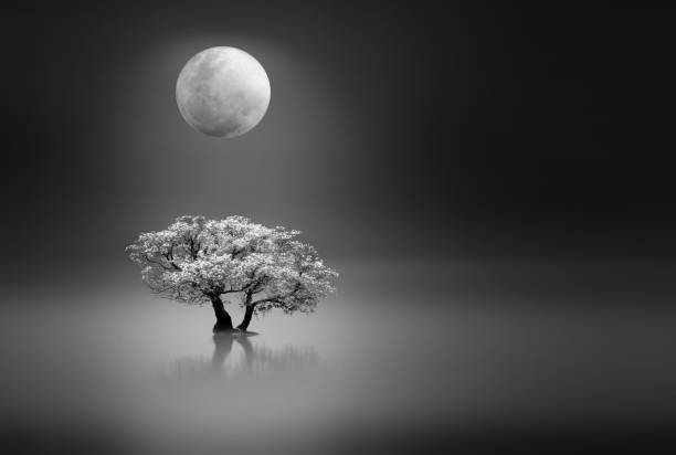 Moonlight over a lonely tree stock photo