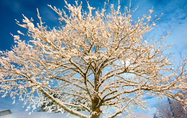 Moonlit snowy tree stock photo
