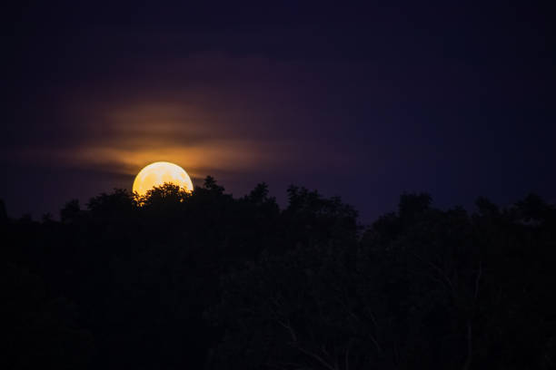 Photo of Moonrise of orange autumn harvest moon rising above treelined area
