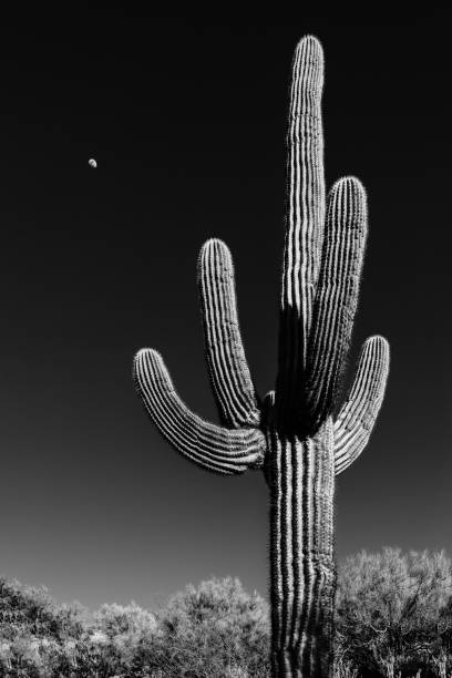 moonrise over saguaro - moon b&w imagens e fotografias de stock