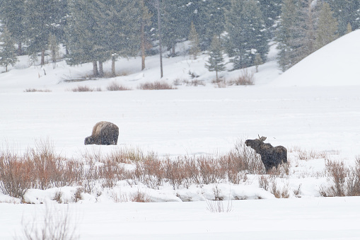 As it continues to snow, a buffalo forages for grass under the snow and a moose reaches for tender branches in Lamar Valley in Yellowstone National Par. Nearest towns are Mammoth, Gardiner, and Cooke City, Montana. Larger nearby city is Bozeman, Montana.