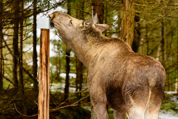 moose-at-a-mineral-lick-picture-id921722258