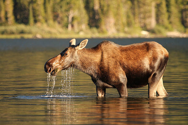 Moose at Glacier National Park stock photo