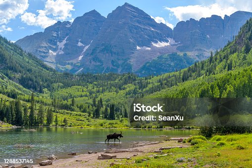 istock Moose at Maroon Lake - A young moose, with only one antler, walking and feeding in Maroon Lake at base of Maroon Bells on a sunny Summer evening. Aspen, Colorado, USA. 1288537145