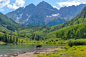 istock Moose at Maroon Lake - A young moose, with only one antler, walking and feeding in Maroon Lake at base of Maroon Bells on a sunny Summer evening. Aspen, Colorado, USA. 1288537145