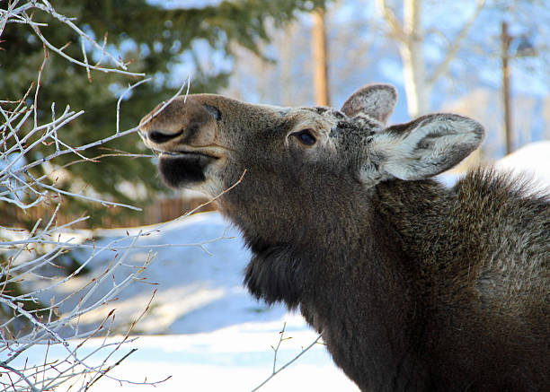 Moose Calf Eating Willows stock photo