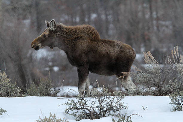Moose Calf II stock photo