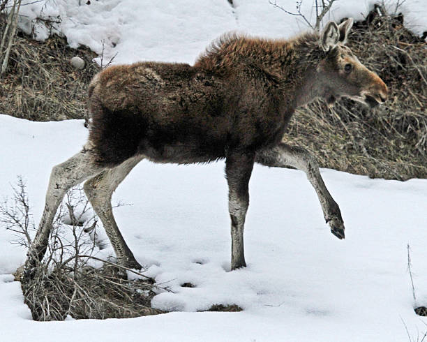 Moose Calf III stock photo