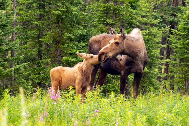 Moose Calf Touches His Nose to the Mouth of his Mother Cow stock photo