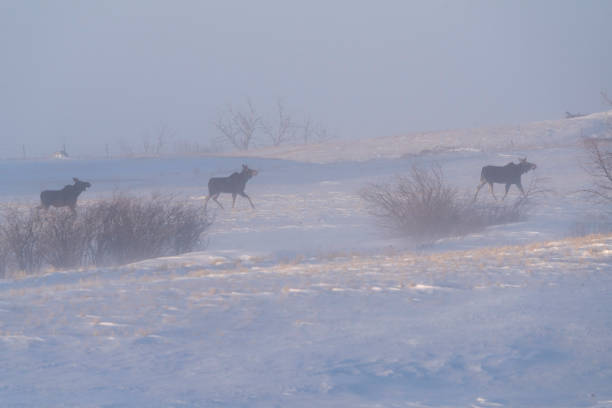 Moose in Blizzard stock photo