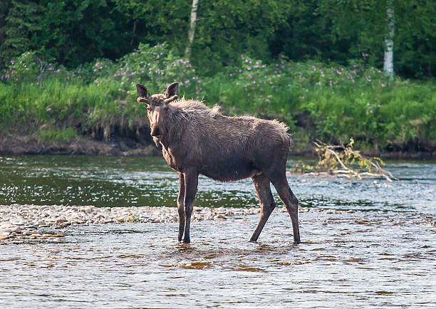 Moose in the Chena River stock photo