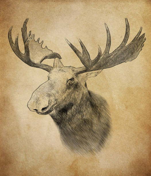Moose on vintage background. Illustration in draw, sketch style. stock photo