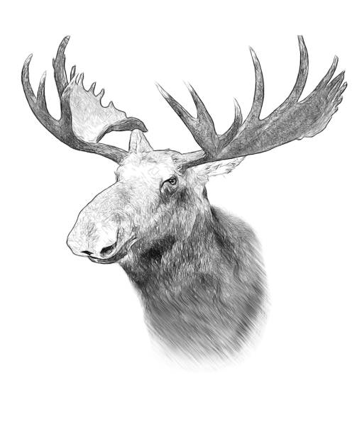 Moose on white background. Illustration in draw, sketch style. stock photo