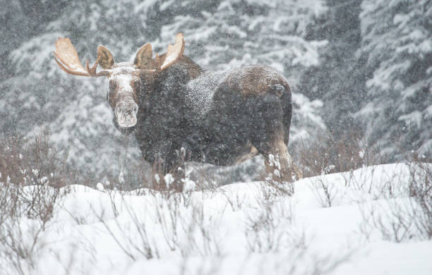 Moose stock photo