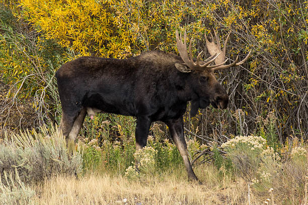 Moose with rack, #1 stock photo