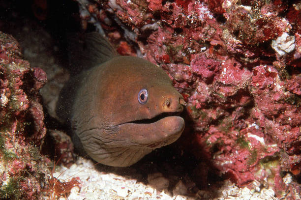 moray eel - paling stockfoto's en -beelden