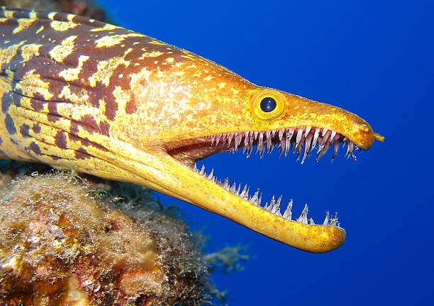 moray with mouth open and teeth showing  - paling stockfoto's en -beelden