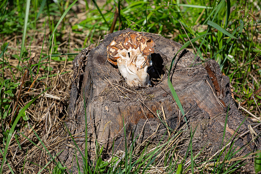 Morel in the forest on a stump, on a sunny day close-up