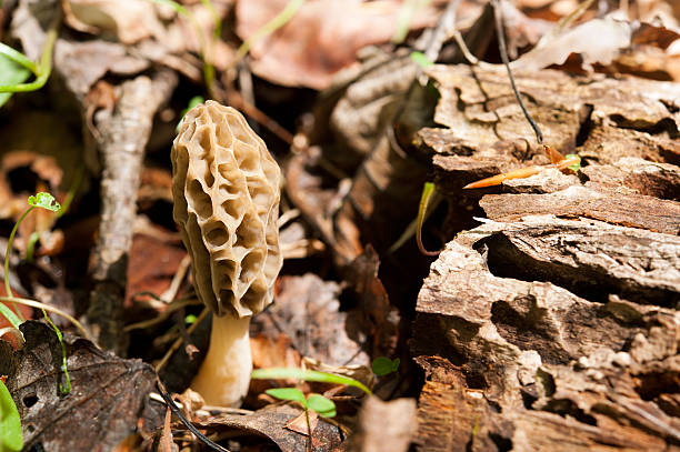 Morel mushroom growing from the ground stock photo