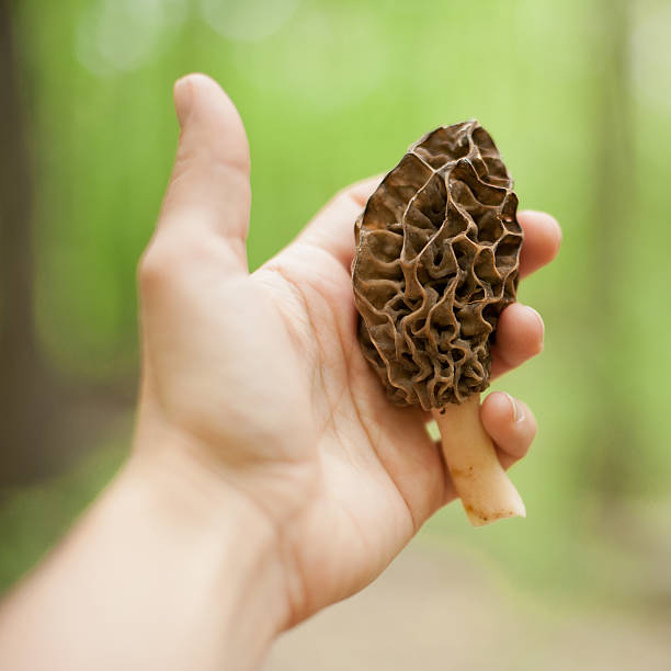 Morel mushroom in a hand stock photo