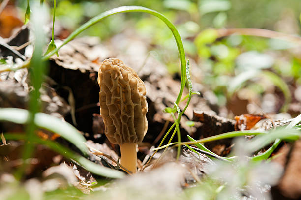morel mushroom with back light stock photo
