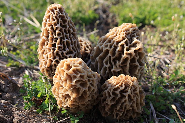 Morel Mushrooms stock photo