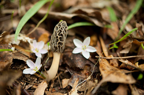 Morel with Spring Beauties stock photo