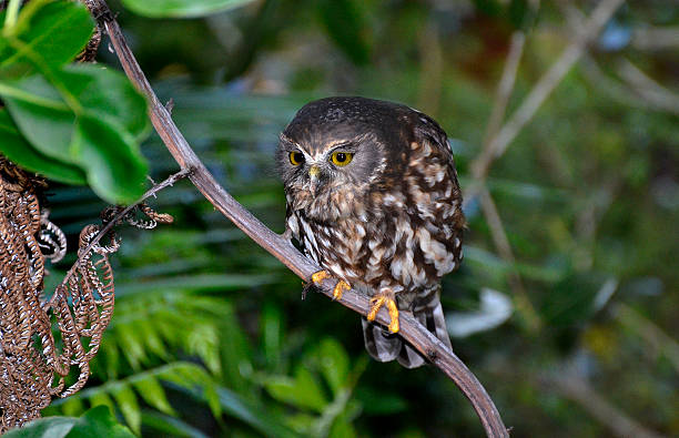 Morepork, spotted owl, New Zealand stock photo