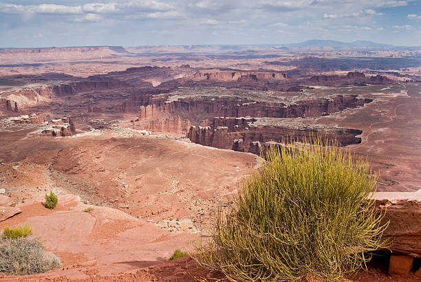 Mormon Tea Growing on the Canyon Edge Over time, the relentless forces of water and gravity have created a vast landscape of canyons and cliffs in what is now Canyonlands National Park. Rainwater seeps into the porous sandstone and freezes in the winter. During the monsoon rains, sudden thunderstorms release torrents of water that carry sandstone particles into the rivers below, helping to scour the canyons. From above you get a clear picture of this vast network of canyons. This picture was taken from Grand View Point in Canyonlands National Park near Moab, Utah, USA. jeff goulden canyonlands national park stock pictures, royalty-free photos & images