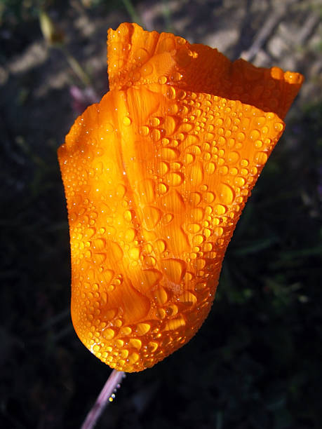 Morning Dew on California Poppy stock photo