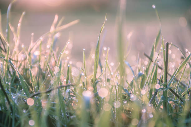 Morning dew on grass leaves during dawn.Coloured nature image. stock photo