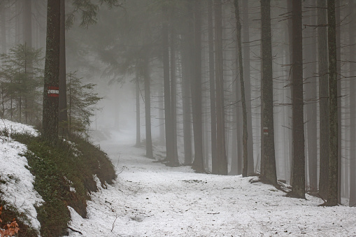 Morning fog in a Austrian forest covered in snow