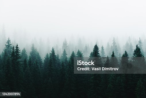 istock Morning fog over a beautiful lake surrounded by pine forest stock photo 1342007894