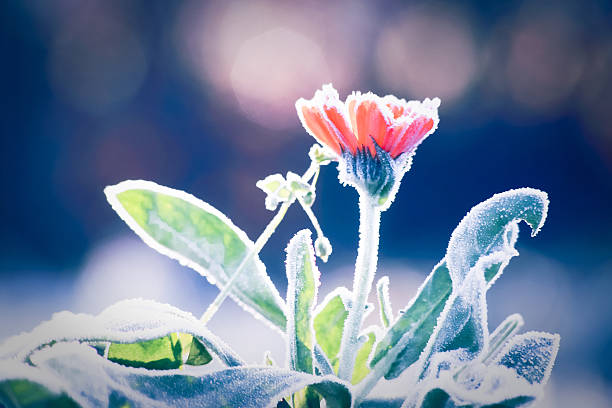 Morning frost on Pot Marigold flower in late fall stock photo