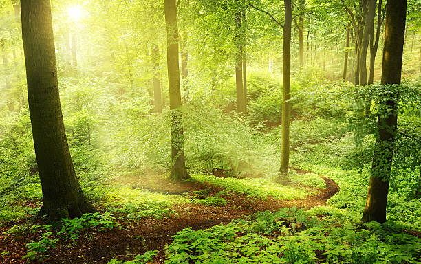 Morning in a green summer forest stock photo