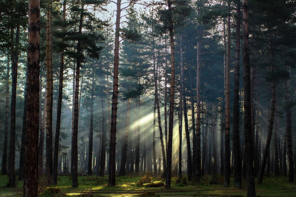 Morning in pine forest stock photo