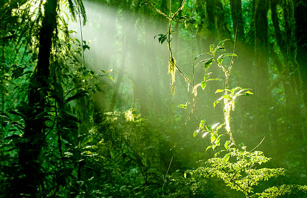 Morning in Rainforest Early morning sunlight makes the epiphyte plants shimmer in the lush cloud forest of Santa Elena, Costa Rica. Light is natural, no post processing used to achieve the effect. monteverde stock pictures, royalty-free photos & images
