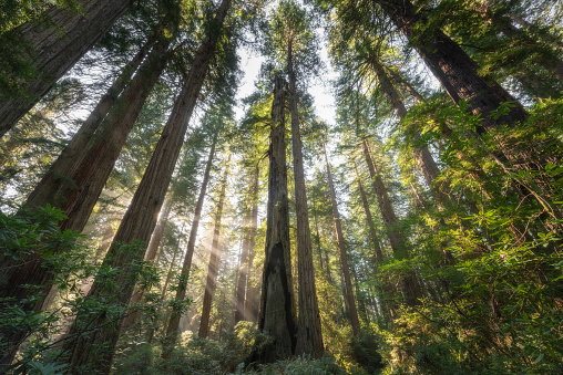 Light shines through the big tall trees in the Redwood Forest, California