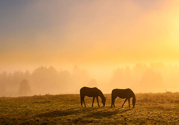 morning mist - häst bildbanksfoton och bilder