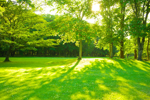 朝の公園 - 木漏れ日　影 ストックフォトと画像