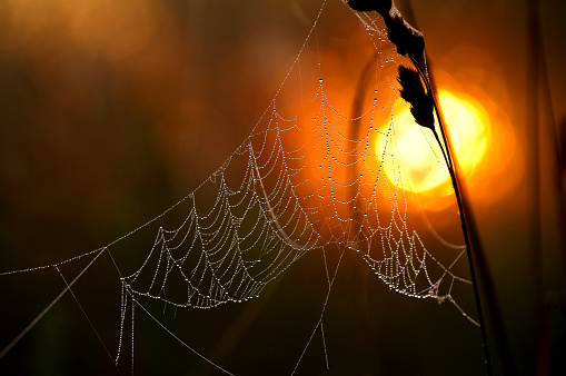 Cobweb glows in the light of the rising sun.