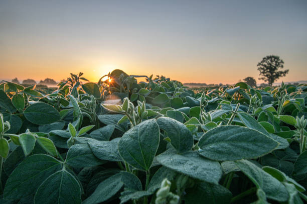 Morning sun peeking through soy leaves in early summer morning Morning sunlight peeking through soy leaves in early summer morning crop yield stock pictures, royalty-free photos & images