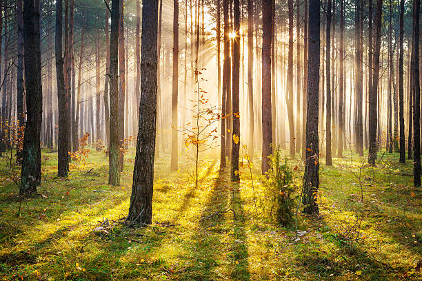 Morning Sun Rays Penetrating Forest - XXXL HDR image stock photo